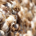 Eylül ayında yüzde 42,58'lik yükselişle zirveye yerleşen sarımsak fiyatları düşüşe geçti