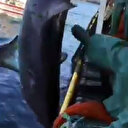 Balıkesir'de nesli tükenme tehdidi altındaki köpek balığı tekme ve yumruklarla dövüldü