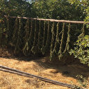 Diyarbakır'da PKK'nın finansal ayağına darbe: 5 ton esrar ele geçirildi