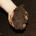 Talep olmayınca milyonlarca solucan elde kaldı