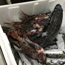 Marmaris'te zehirli balık istilası fiyatları artırdı: Çoğu balıkçı ağları oltaları parçalanmış olarak geri dönüyor