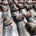 Balıkta inanılmaz hile, bazı balıkçılar solungaçlarını kırmızıya boyuyor