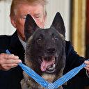 ABD Başkanı Trump askerin yerine köpeği montajladı
