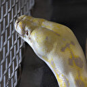 Evinde 140 tane yılan besleyen kadın piton tarafından boğuldu