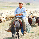 150 bin çoban aranıyor