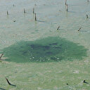 Atatürk Baraj Gölü'nün endişelendiren görüntü: Vatandaşlar uzak durmaları yönünde uyarıldı