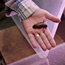 Çin'de genç adamın kulağından 'hamam böceği ailesi' çıkarıldı