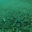 Balon balıkları midyeyi pirana gibi parçaladı: Kerpeten gibi diş yapısı var, sert cisimleri dişleri ile kırabiliyor