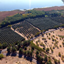20 dönüme ekilen hurma 14 bin dönüme yayıldı