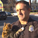 Sokak kedisi röportaj veren polisin üzerine zıpladı