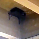 Teröristlerin sivillerin kullandığı köprüye patlayıcı tuzakladığı tespit edildi: SAS Timleri imha etti