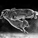 2019 yılının en iyi doğa fotoğrafları belli oldu