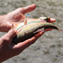 Balıkta kurala uymayana para ve hapis cezası