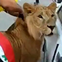 Irak'ta protestocular gösteri meydanına aslanla geldi