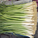 Sararmış pırasadan uzak durun