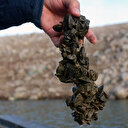 Zebra midyeler baraj gölünü tamamen istila etti