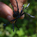 Tarlasını böcek istila edene tazminat ödenecek