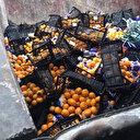 İstanbul’dan Rusya’ya gönderilen mandalinalar yanlış etiket kurbanı oldu: 21 ton mandalina imha edildi