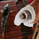 Bakan Pakdemirli: Balon balığı zehir saçmayacak, ilaç olacak