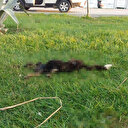 6 parçaya ayrılmış köpek ölüsüyle ilgili 'satanist ayini' iddiası: Pentagram şeklinde çizilmiş