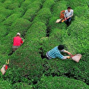 Yaş çay için kilogram başına 13 kuruş fark ödenecek