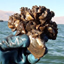 'Zebra midye' Çıldır Gölü'nü de tehdit ediyor, buldukları her şeyi yiyip tüketiyor