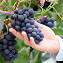 Türkiye'de bir ilk: Yılda 2 kez üzüm hasadı hedefi gerçek oldu