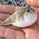 Balon balığı zehri siyanürden 1200 kat daha güçlü ve panzehri yok