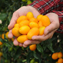 Turunçgillerin atası kamkatın kilosu 20 lira: Üretim miktarı 6 bin tona kadar yükseldi