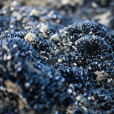 Türkiye’yi
saran tehlike: 10 yılda istila etti, balıkçılık için en büyük
sorunlardan biri olacak