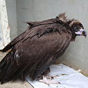 Munzur Vadisi’nde ilk kez görüldü: Bitkin haldeki kara akbaba tedavi altına alındı