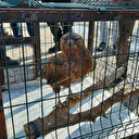 10 bin TL para cezası kesildi: Koruma altına alınan kızıl şahini yakalayan şahsa ceza