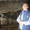 Kayseri'de yola çıkan ineğe trafik cezası kesildi: İneğin ehliyetini alacağız