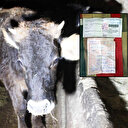 Kayseri'de yola çıkan ineğe trafik cezası kesildi