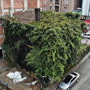 Rize’deki sarmaşık kaplı ev görenleri şaşırtıyor: Böyle bir evde yaşamak istemem, korkutucu