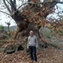 Bu ağacı görenler şaşırıyor: Bin yaşında olduğu tahmin ediliyor