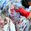 Balıkçıların yeni kabusu: İnsan yüzlü sapan balığı