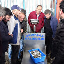 Hamsi kayıpta: 100 kasaya kadar düştü!