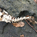 Trabzon'da bulunan 2 ayaklı iskeletin 'su samuru'na ait olduğu tespit edildi