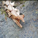 Trabzon'da bulunan 1,5 metre uzunluğunda 2 ayaklı iskeletin hangi hayvana ait olduğu ortaya çıktı