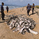 Güney Afrika’da başları kesilmiş onlarca yavru köpek balığı bulundu: Her yıl 73 milyon avlanıyor