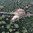 Büyükada'da merak uyandıran çukurlarla ilgili resmi açıklama geldi: Ruam hastalığına yakalanan 81 at itlaf edildi