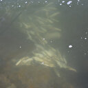 Pülümür çayına kaçak balıkçıların verdiği elektrik, balıkları telef etti: Binlerce balık öldü