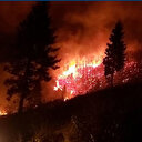 Tarım ve Orman Bakanı Pakdemirli: 55 yangından 38'i söndürüldü