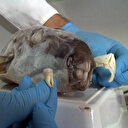 Zehirli balon balığının dişleri, dolgu ve kaplamada kullanılacak