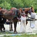 Büyükada’daki karantina ahırları görüntülendi: Atların sağlığı yerinde değil