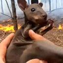 Yavru kangurunun yangından kurtarılma anları saniye saniye kaydedildi