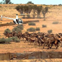 İHH Avustralya'da katledilecek 10 bin deve için harekete geçti: Kesip etlerini ihtiyaç sahiplerine dağıtabiliriz