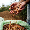 Fındık fiyatı 20 lirayı gördü