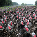 Polonya'da kuş gribi nedeniyle 100 binden fazla kümes hayvanı itlaf edildi